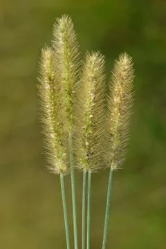 Foxtail Grass Stems Foto stock