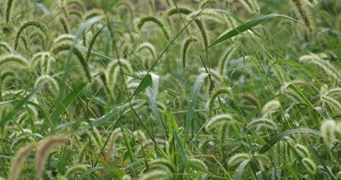 Foxtail grass in the sunshine Stock Footage 317218277