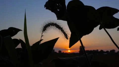 Foxtail grass swaying gently in the breeze during a warm golden sunset Stock Footage 342090561