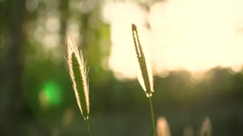 Foxtail Grass Swaying Gently in the Warm Golden Light of a Summer Sunset Stock Footage 342213124