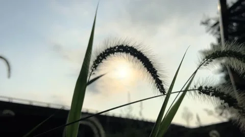 Foxtail Grass Swaying Gently in the Warm Golden Hour Sunset Light Stock Footage 342333195
