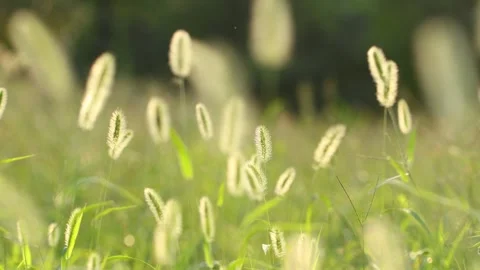 Foxtail Grass Swaying in Wind Under Warm Sunlight Stock Footage 340617080