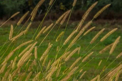 Foxtail grasses in the field Stock Photos