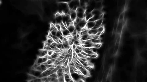 Foxtail lilly Video stock 27733991