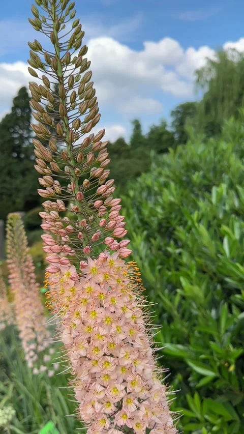 Foxtail Lily or Eremurus Stenophyllus Stock Footage 277191012