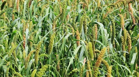 Foxtail Millet Field Stock Footage 50027768