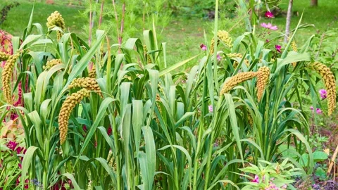 Foxtail millet, scientific name Setaria italica (Panicum italicum), is grass  Stock Footage 216045395