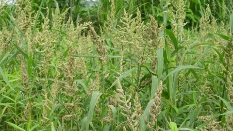 Foxtail millet seeds Stock-Footage 342276909