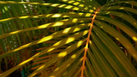 Foxtail palm Stock Footage 107286631