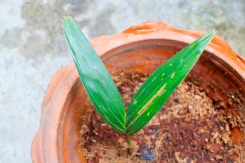 Foxtail palm Stock Photos