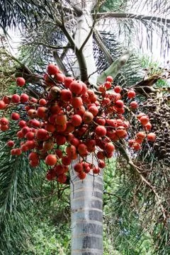 Foxtail palm Stock Photos