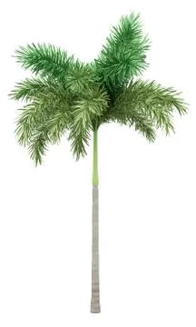 Foxtail palm tree isolated on white background. 3d illustration Stock Illustration