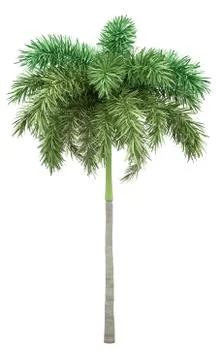 Foxtail palm tree isolated on white background. 3d illustration Stock Illustration