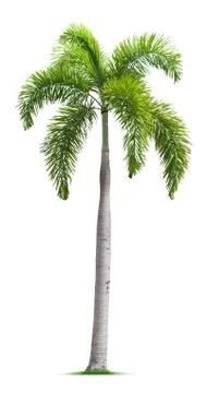 Foxtail palm tree Stock Photos
