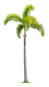 Foxtail palm tree Stock Photos