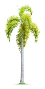 Foxtail palm tree Foto stock