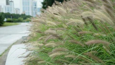 A foxtail in a park Stock Photos