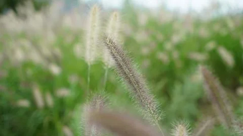 A foxtail in a park Stock Photos