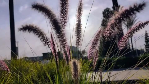 Foxtail plant moving in the wind Stock Footage 306913550