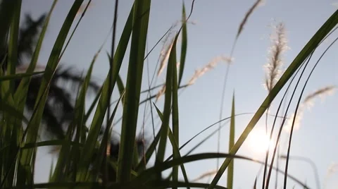 Foxtail on the road Stock Footage 56085856