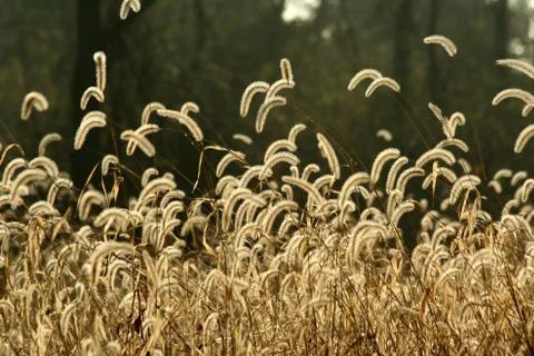 Foxtail weeds Stock Photos
