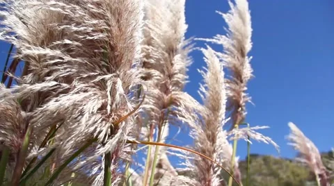 Foxtail in the wind Stock Footage 49782820