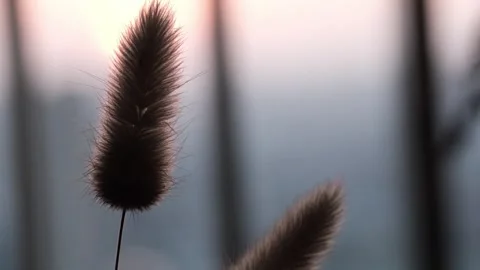 Foxtail in the wind Stock Footage 241550730