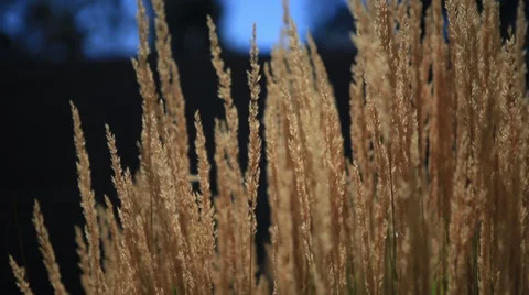 Foxtails blowing in the wind Video stock 37624177