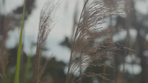 Foxtails by the Sea, Blowing in the Wind Stock Footage