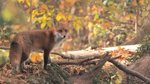 Foxy gaze Stock Photos