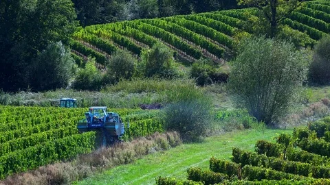FPV 02358 Grape Harvest Machine - Bordeaux Vineyard Stock Footage 70304746