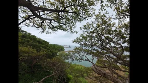 FPV Acacia Tree Flight in Puerto Princesa Palawan 動画素材 335585615