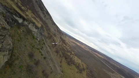 FPV Aerial Gliding Alongside a Condor Over Cerro Dorotea Portraying Patagonian Stock Footage 341668723