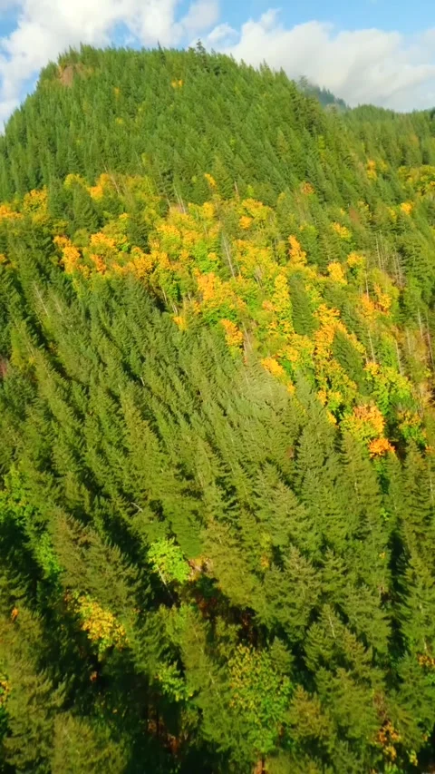 FPV Aerial view of colourful forest on mountain slopes and Harrison Lake. Canada Stock Footage 314837754