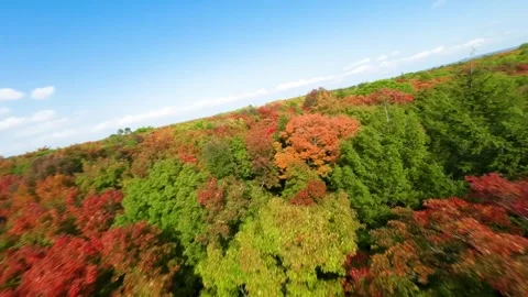 FPV bank over maple forest Stock Footage 256941461