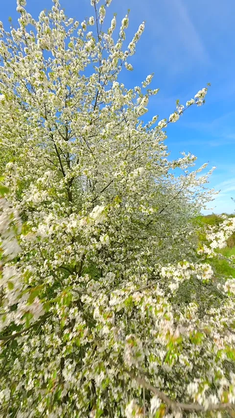FPV of blooming trees with white flowers in spring Stock Footage 273481659