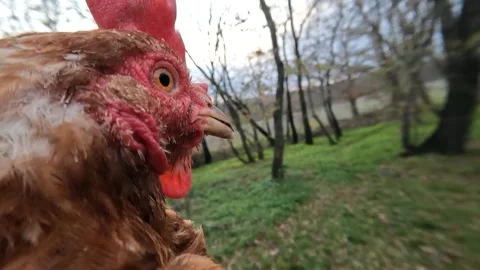 FPV chicken view walking through autumn forest Stock Footage 293149959
