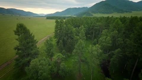 The FPV copter flies very close to the tops of green trees. Mountains and cloudy Stock Footage 278367076