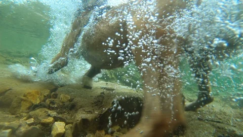 FPV of dog diving under water Stock Footage 108643152