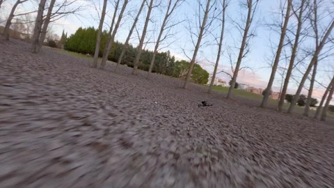 FPV drone in the air flying through a winter forest of trees Video stock 259166386