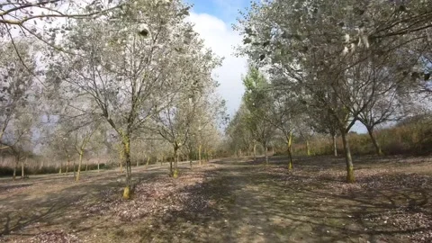 FPV drone array of trees Stock Footage 169107747