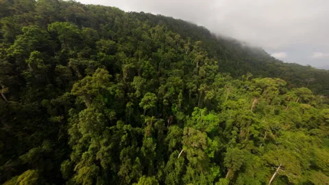 FPV Drone Ascending Through Misty Tropical Rainforest in Phu Quoc Stock Footage 333100147