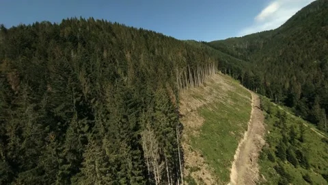 FPV Drone Bird Eye View: Flying Above Deforestation Place in Mountains Forest. Stock Footage 166855031