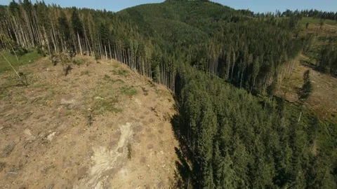 FPV Drone Bird Eye View: Flying Above Deforestation Place in Mountains Forest. Stock Footage 167156599