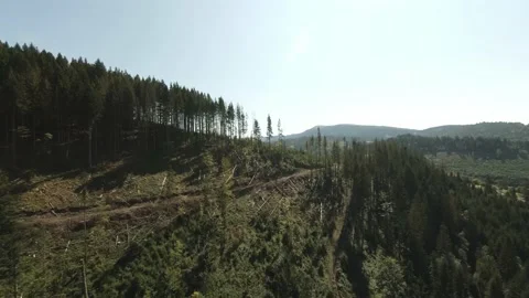 FPV Drone Birds Eye View Drone Footage: Flying above Cut and Broken Trees in Stock Footage 166855158