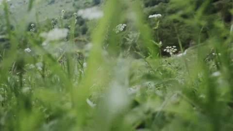 FPV Drone Camera Flying Through Wild Mountain Meadow Grass Close To Ground Video stock 346457168