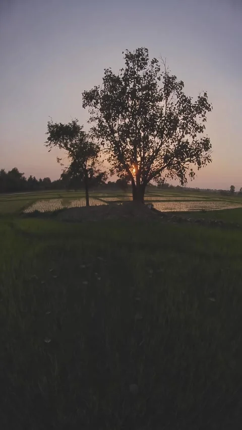 FPV Drone Captures Thailand’s Rice Fields and a Majestic Tree at Sunset Stock Footage 305460325