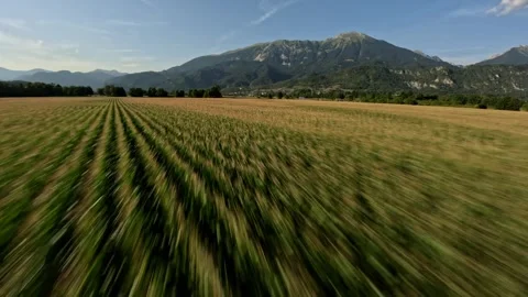 FPV Drone Chasing Rows in Cornfield at Golden Hour, 4K Stock Footage 321201392