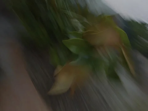 FPV Drone Crash into a Tree Stock Footage 231235579