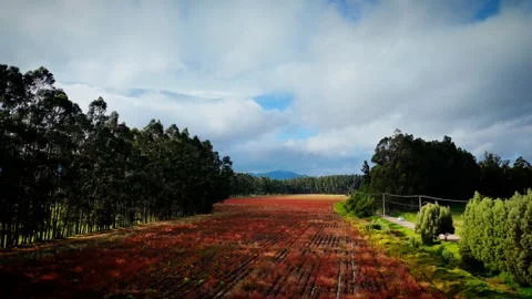 FPV Drone Descent Through Misty Pines into Hidden Forest Clearing Video stock 314519483